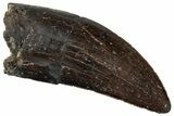 Serrated Tyrannosaur Tooth - Two Medicine Formation #299665-1